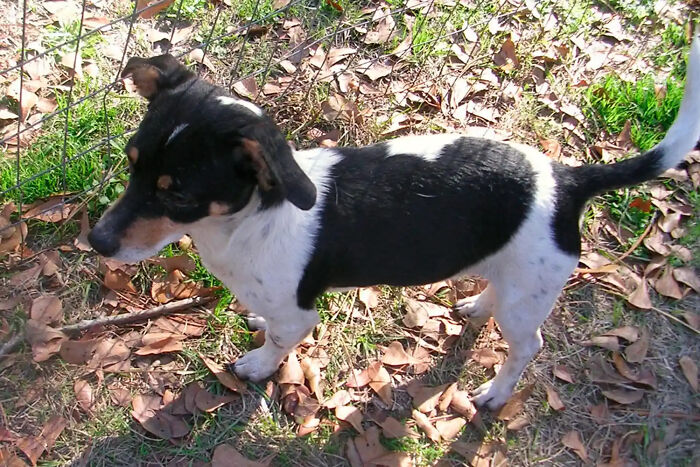 This 25-Year-Old Dog Is Blind, Still Working, And Still Changing Other Dogs’ Lives This 25-Year-Old Dog Is Blind, Still Working, And Still Changing Other Dogs’ Lives