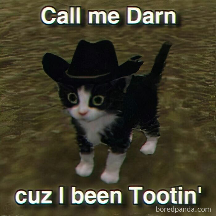 Black and white kitten wearing a cowboy hat with funny meme text about tooting, part of hilarious meme collection.