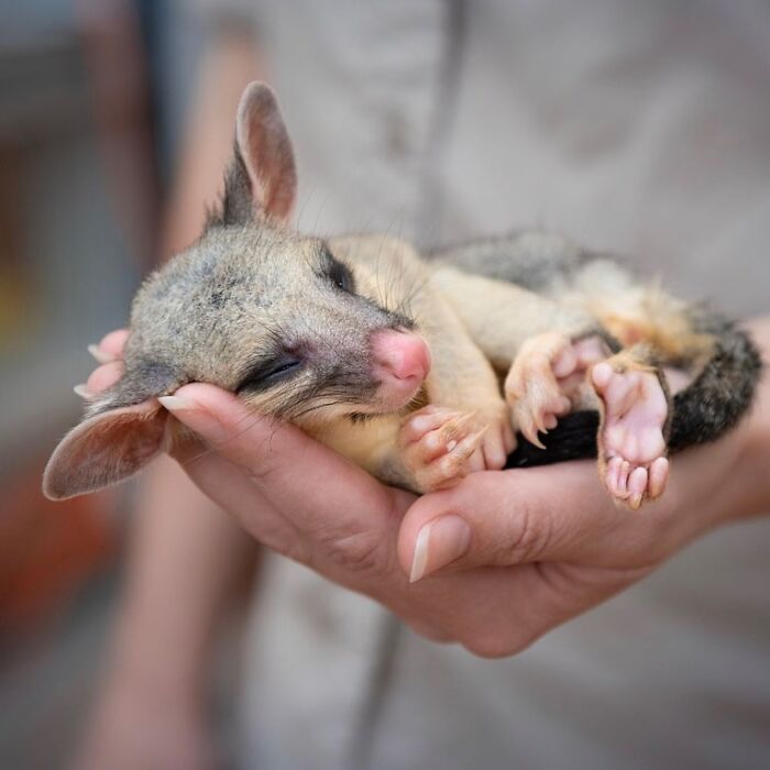 50 Adorable Wildlife Rescue Moments Showing Tiny Animals Safely Resting In Their Caregivers’ Hands