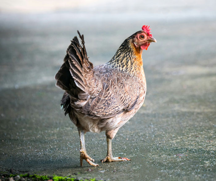 A chicken standing on a concrete surface, symbolizing mysteries that have sent people down the rabbit hole.