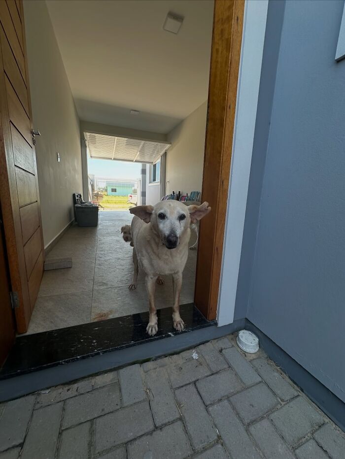This Senior Dog Waited Years In A Shelter Until One Man Finally Gave Him A Home