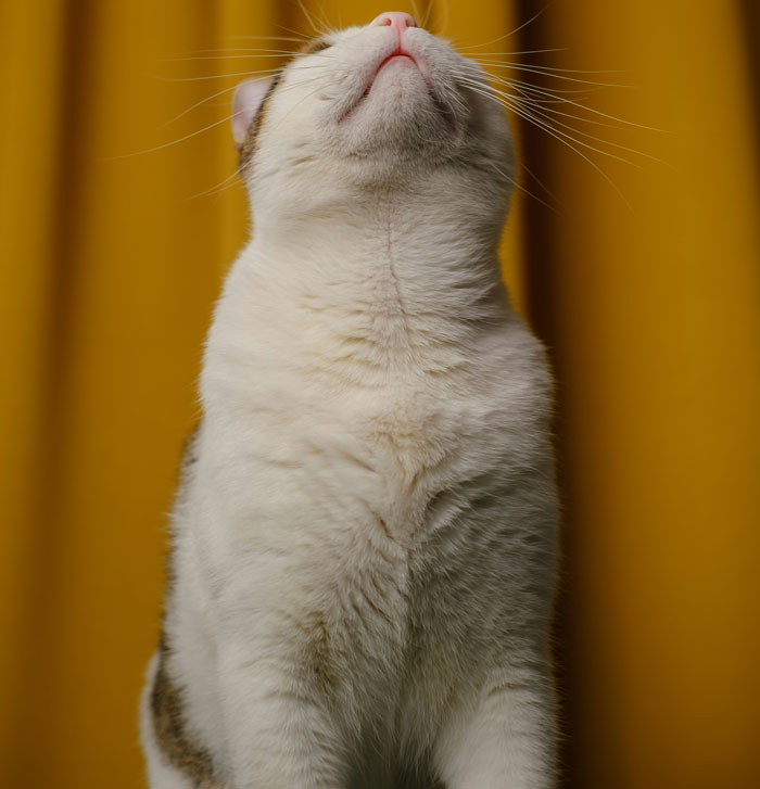 White cat looking up with a yellow curtain background, capturing a moment related to vet stories payment experiences