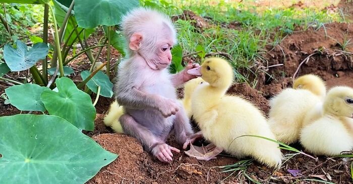 Baby monkey gently touching a duckling in a garden, showing an unexpected cross-species friendship full of wholesome chaos.