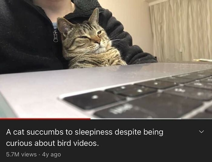 A cat shows sleepiness while watching bird videos on a laptop, a perfect example of hilarious memes with cynicism.