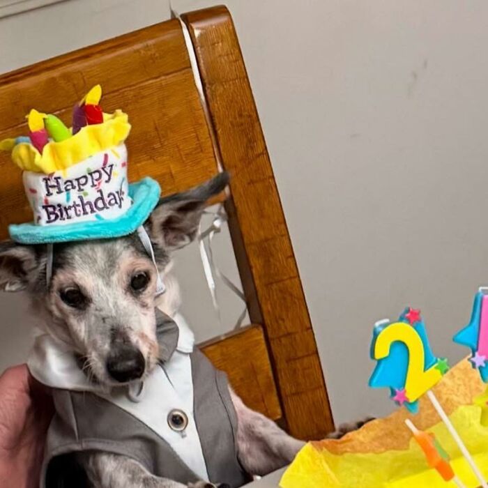 This 25-Year-Old Dog Is Blind, Still Working, And Still Changing Other Dogs’ Lives This 25-Year-Old Dog Is Blind, Still Working, And Still Changing Other Dogs’ Lives