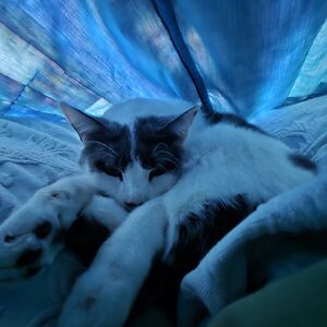 yvettesherman avatar