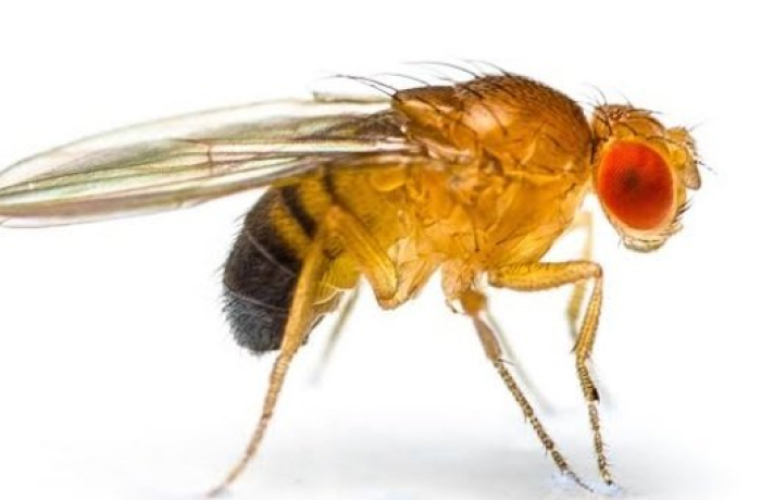 Close-up of a fruit fly showcasing an animal species redefining sleep science with unique sleep patterns and behaviors.