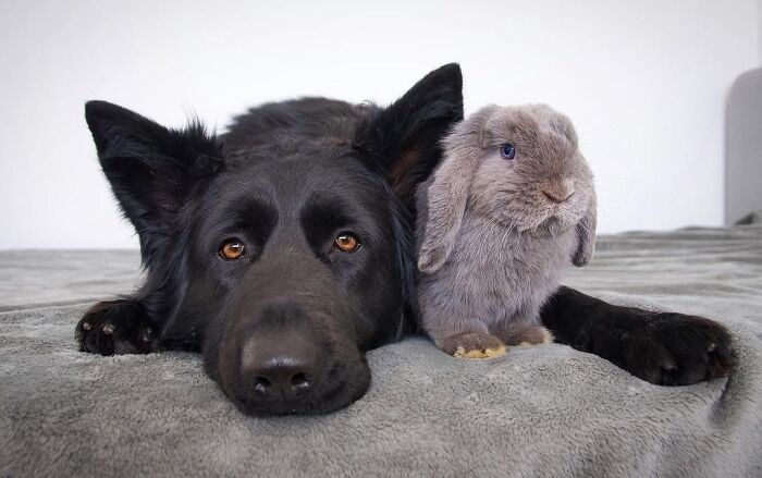 Black dog lying next to a gray rabbit, showcasing an unexpected cross-species friendship on a soft gray blanket.