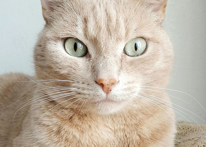 Close-up of a light orange cat with green eyes, representing relatable today I messed up stories for feeling better.