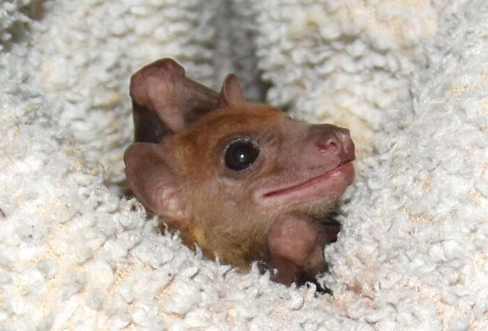 These Adorable And Incredible Bat Photos From Bat World Sanctuary Will Change The Way You See Bats (38 Pics)