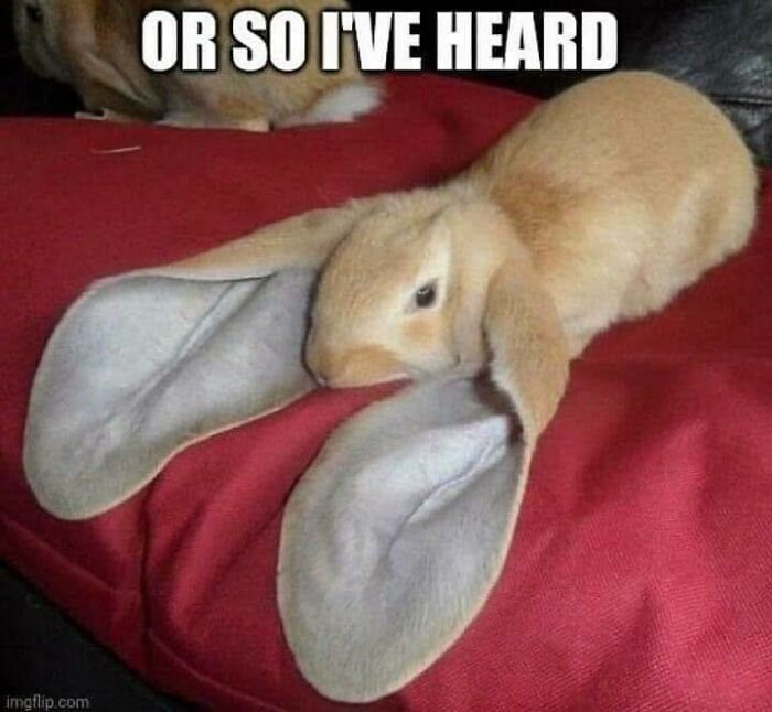 Cute bunny with exaggerated large ears lying on a red surface, part of hilarious memes that don't explain themselves.