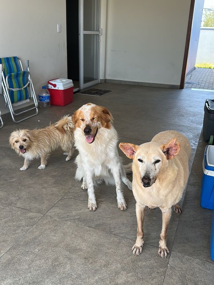 This Senior Dog Waited Years In A Shelter Until One Man Finally Gave Him A Home