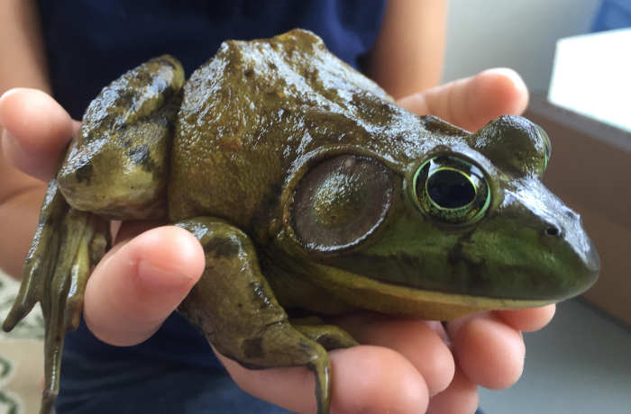 Close-up of a frog held gently in hands showcasing unique animal species involved in sleep science research.