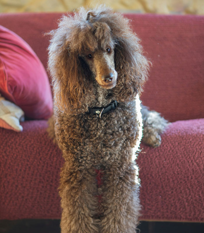 Brown curly poodle standing in front of a red couch, illustrating surprising vet stories about unexpected pet care costs.