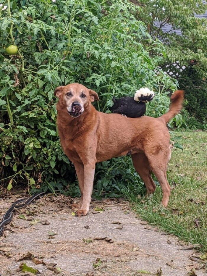 Dog with a black and white bird perched on its back showcasing unexpected cross-species friendships outdoors.