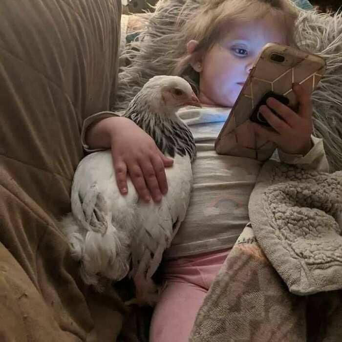 Young child cuddling a white chicken while using a smartphone, showcasing a beautiful human and animal bond.
