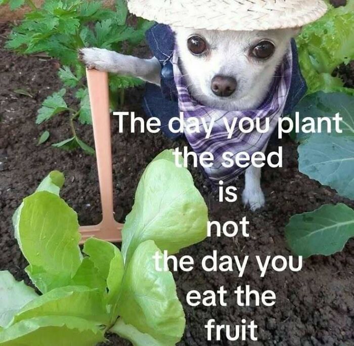 Small dog in a straw hat and scarf holding a garden tool amid plants in a hilarious meme about patience and growth.