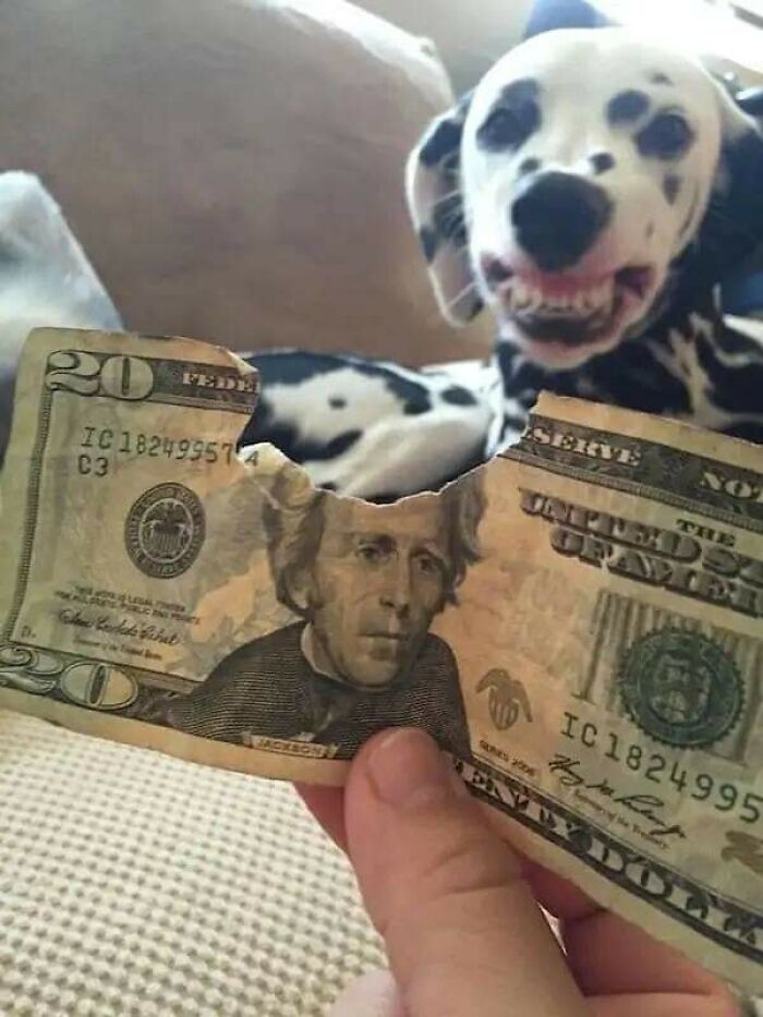 Dalmatian dog showing teeth next to a torn twenty dollar bill held by a person, showcasing unexpected animal bond.