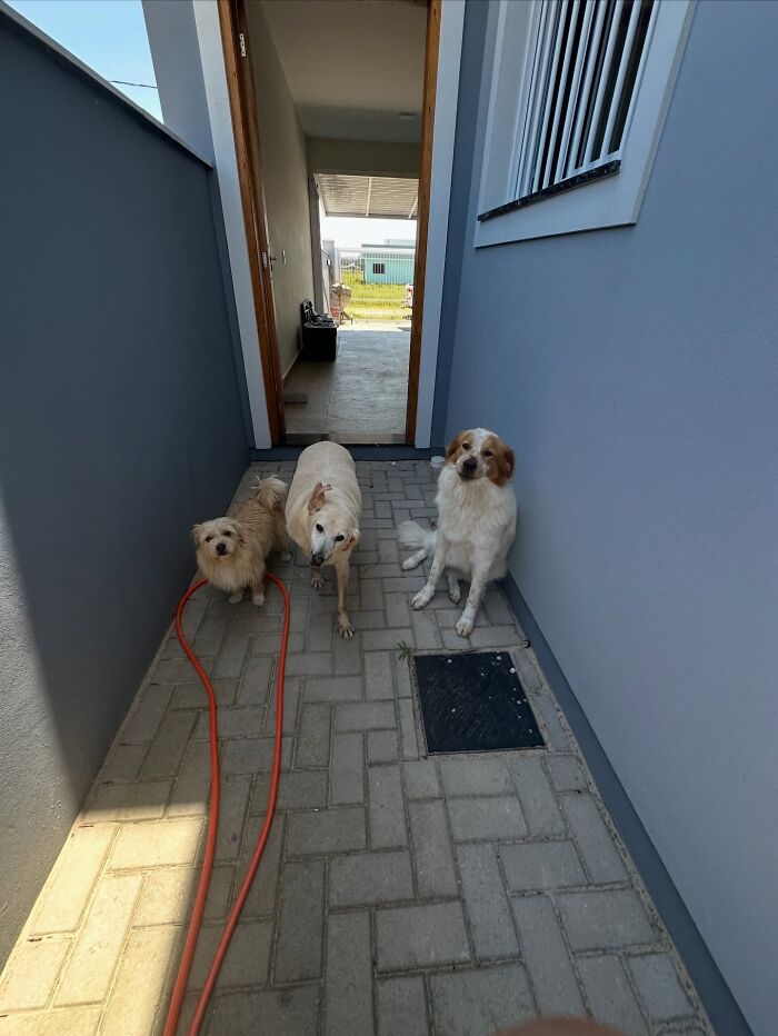 This Senior Dog Waited Years In A Shelter Until One Man Finally Gave Him A Home