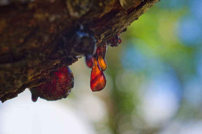 Close-up of tree resin dripping from bark with blurred green and blue background, highlighting natural elements in vet stories.