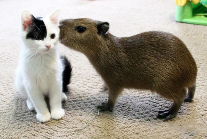 A capybara and a black and white cat sharing a gentle moment, showcasing unexpected cross-species friendships.