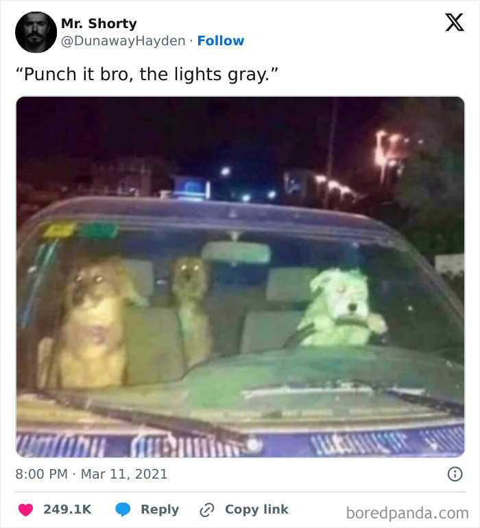 Three dogs inside a car at night, one dog in the driver’s seat, a funny dog meme capturing playful canine humor.