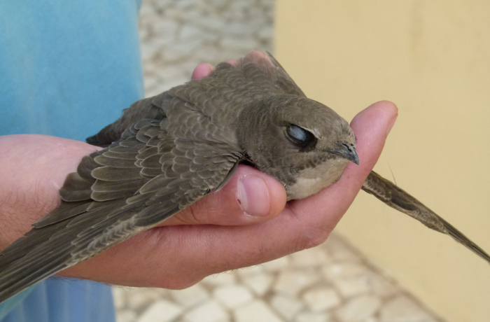 A person gently holding a sleeping bird with closed eyes, highlighting animal species redefining sleep science.
