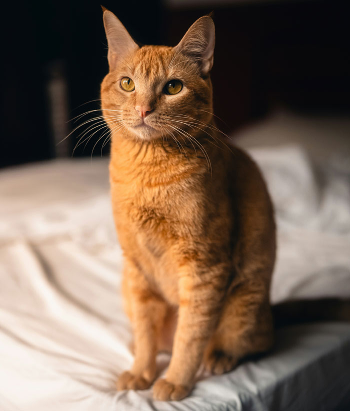 Orange cat sitting on a bed with soft lighting, related to vet stories and surprising pet care experiences.