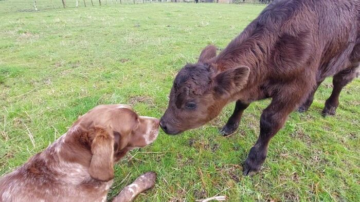 A dog and a calf touching noses in a grassy field showcasing unexpected cross-species friendships and wholesome chaos.