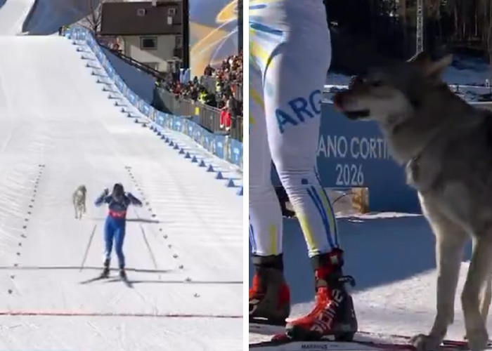 A dog running on the ski track during a 2026 Winter Olympics event, creating a wild and bizarre moment.