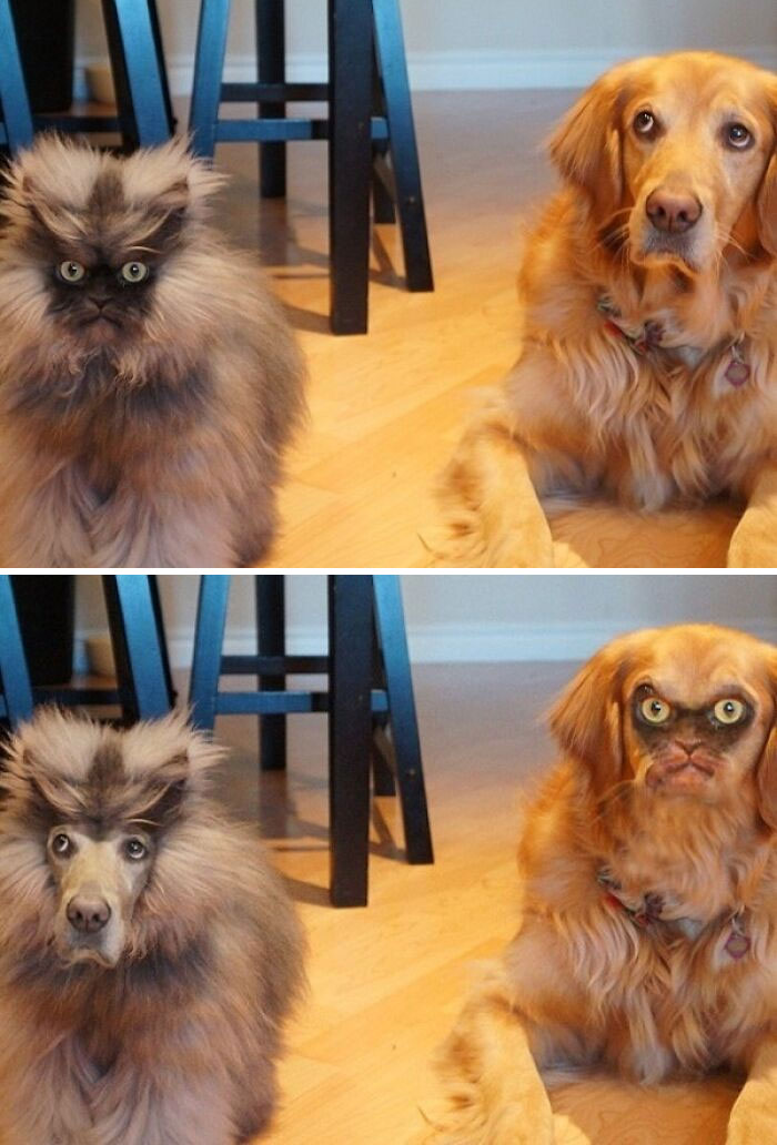 Fluffy dog and cat with swapped faces in a wild Photoshop edit creating unhinged and funny animal pictures indoors.