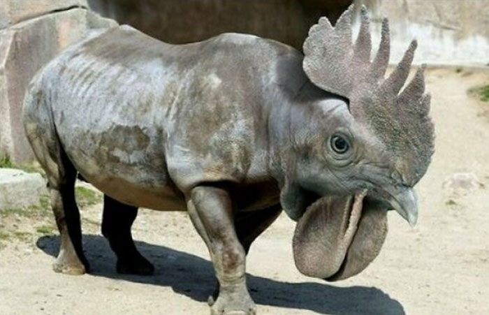 Hybrids of animals with unhinged and wild features showing surreal creatures unlikely without Photoshop.