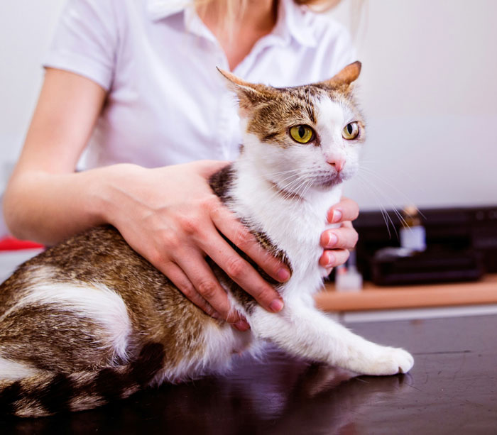 Veterinarian holding a white and brown cat on the exam table during a vet visit with concerned expression.