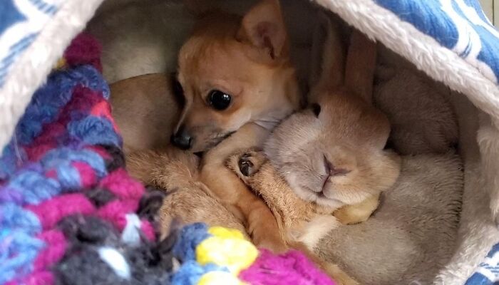 Small dog and rabbit cuddling together inside a cozy blanket showing unexpected cross-species friendships.