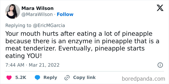 Tweet from Mara Wilson explaining the true fact about pineapple enzyme acting as a meat tenderizer causing mouth discomfort.
