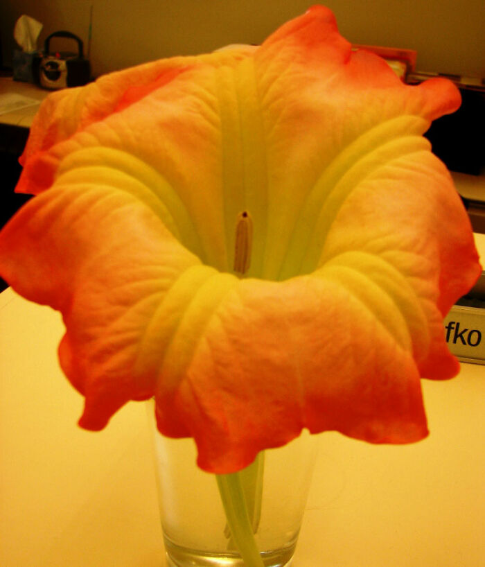 Close-up of a large, eerie flower with orange and yellow petals related to plants Epstein grew and their possible use on victims Close-up of a large, eerie flower with orange and yellow petals related to plants Epstein grew and their possible use on victims
