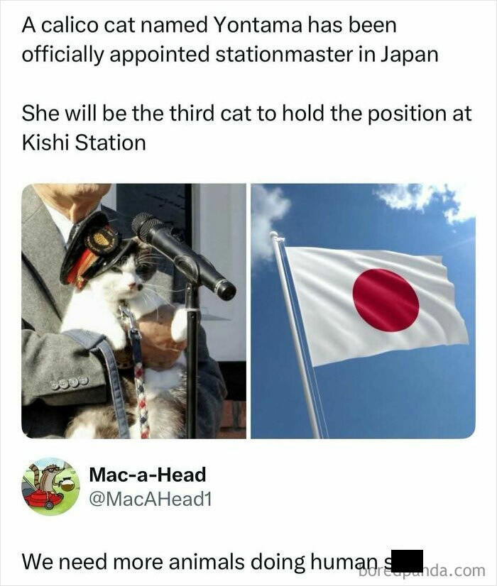Calico cat appointed stationmaster in Japan, held up in a person’s arms with a microphone, paired with a Japanese flag.
