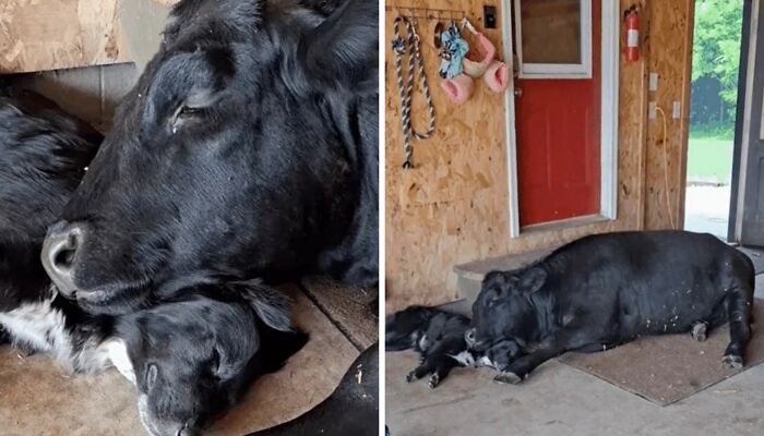 A calm black cow and a small black dog resting closely together, showcasing unexpected cross-species friendship.