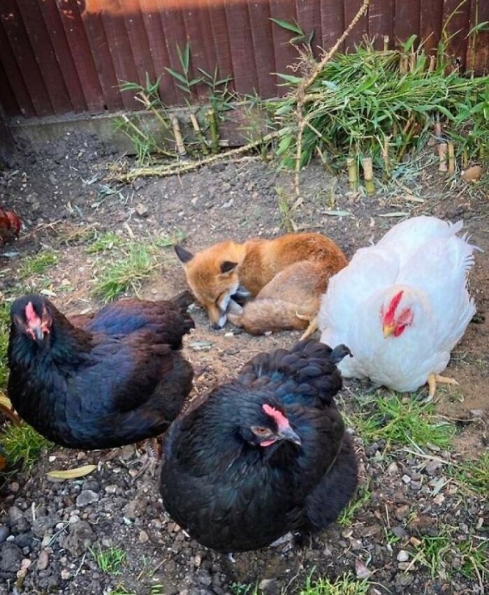 Fox and chickens resting together peacefully, showcasing unexpected cross-species friendships in a natural garden setting.