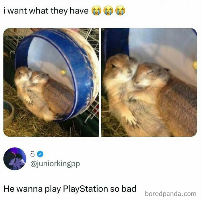 Two prairie dogs cuddling inside a wheel, featured in entertaining posts and memes to help fight boredom.