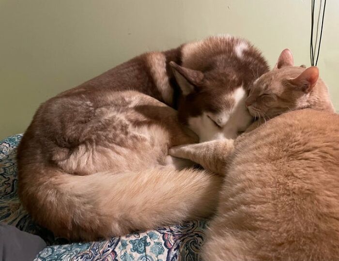 Husky dog and orange cat curled up together peacefully, showcasing unexpected cross-species friendships and bonding moments.