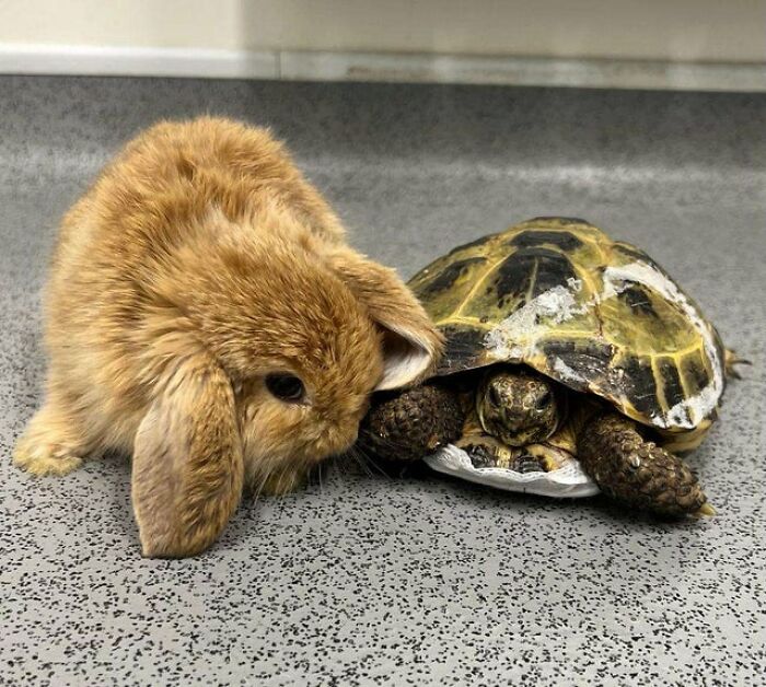 Fluffy brown rabbit and tortoise side by side showing unexpected cross-species friendships in a calm setting.