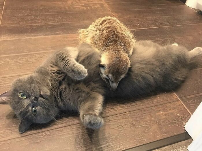 A meerkat and a gray cat sharing a playful moment showcasing unexpected cross-species friendships on wooden floor.