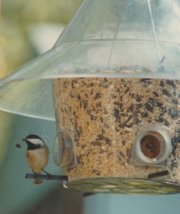 1990-black-capped-chickadee-with-seed-698c953f6f24f.jpg
