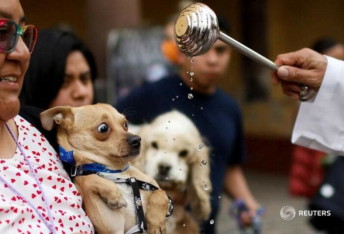 Woman holding small dog with wide eyes as water droplets are sprinkled on it, showing beautiful human and animal bond.