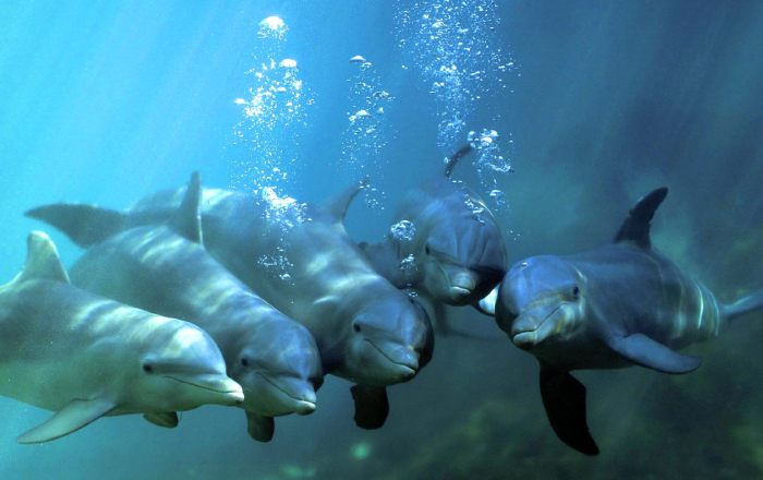 Group of dolphins underwater releasing bubbles, highlighting animal species redefining sleep science in marine environments