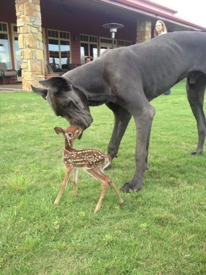 Great dane dog gently nuzzling a tiny spotted fawn on green grass showing unexpected cross-species friendship outdoors.