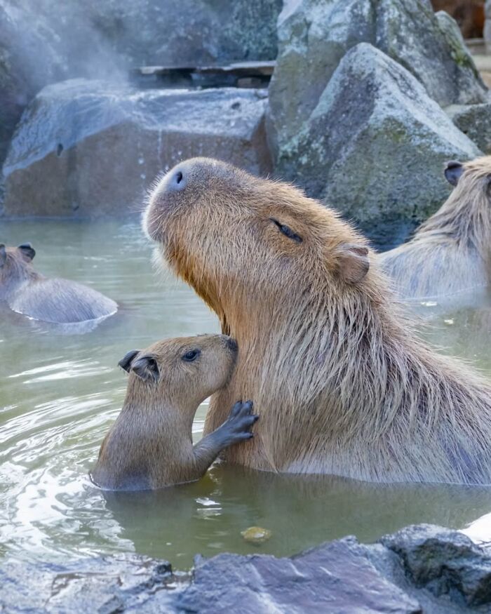 Adorable capybara family bathing in a hot spring with baby capybara cuddling against its parent.