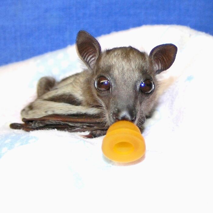 These Adorable And Incredible Bat Photos From Bat World Sanctuary Will Change The Way You See Bats (38 Pics)