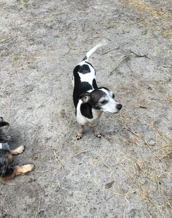 This 25-Year-Old Dog Is Blind, Still Working, And Still Changing Other Dogs’ Lives This 25-Year-Old Dog Is Blind, Still Working, And Still Changing Other Dogs’ Lives